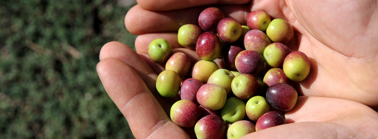 Basquetronomy Olive oil Finca La boquera