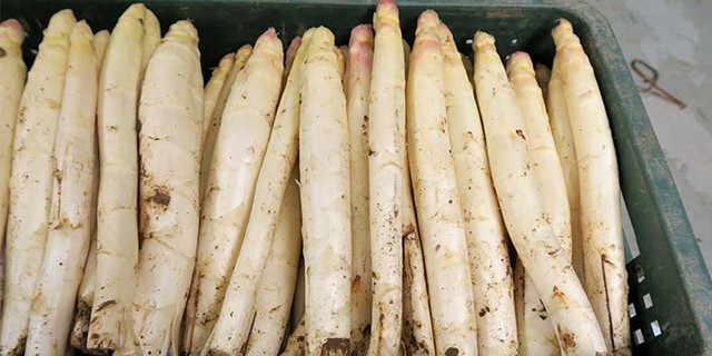 Basquetronomy Basque Asparagus